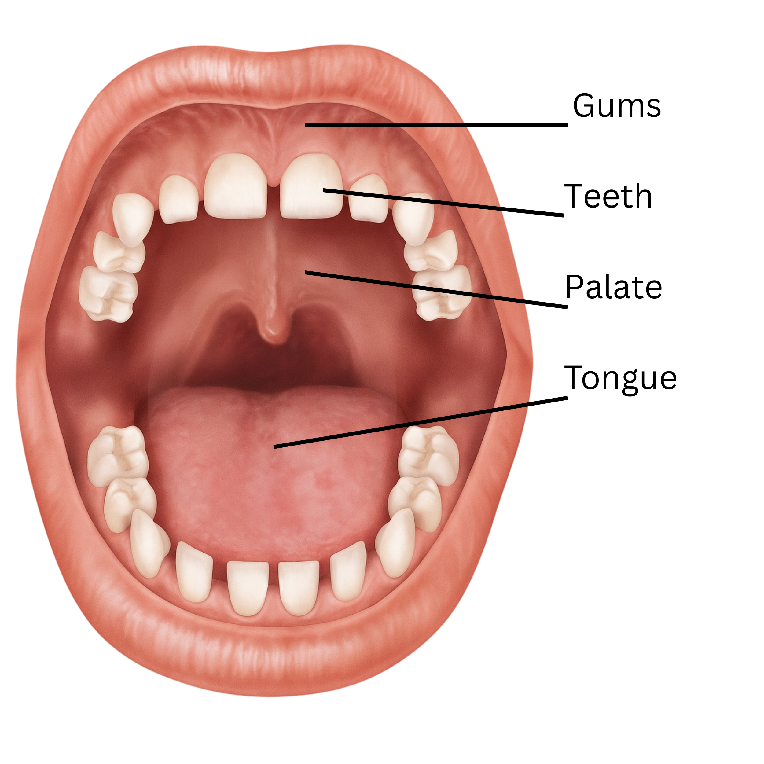 Healthy child's mouth