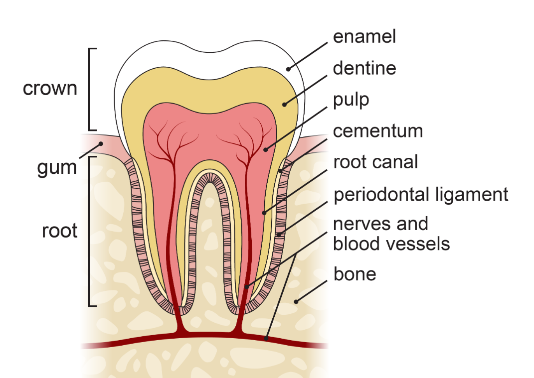 Tooth structure