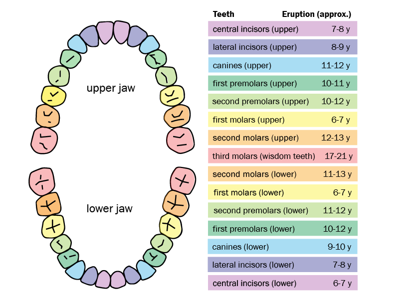 eruptionchart