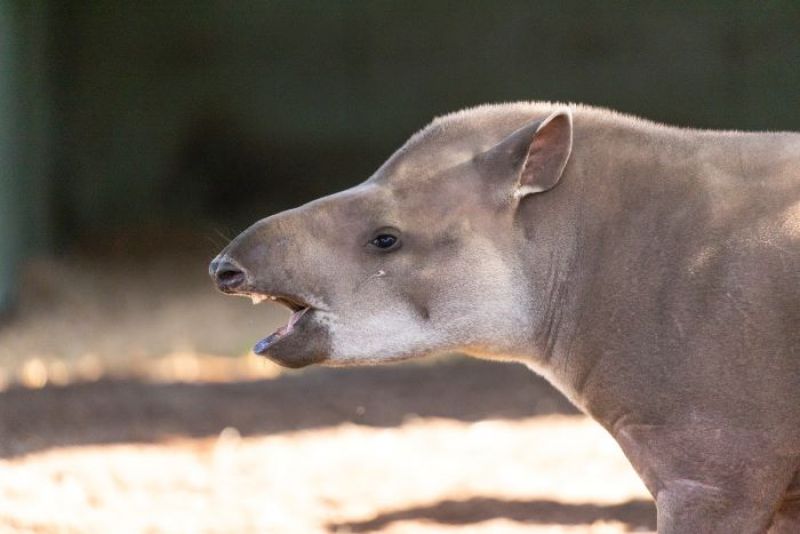Back to school smiles go wild at Melbourne Zoo with Smile Squad