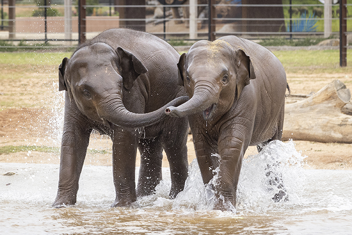 Elephants and Werribee Zoo