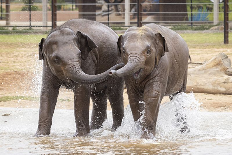 ‘Tis the season for healthy smiles and gentle giants at Werribee Zoo